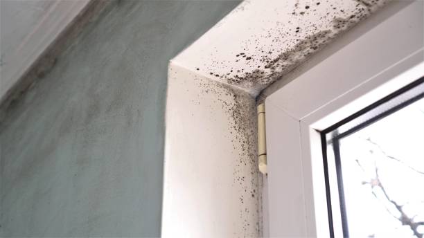 Best Mold Remediation  in Mcalmont, AR