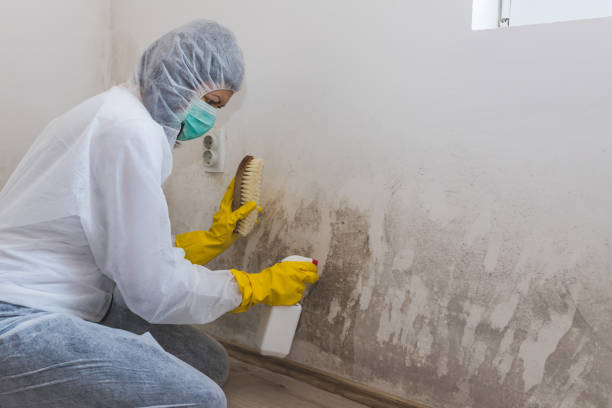 Crawl Space Mold Removal in Mcalmont, AR
