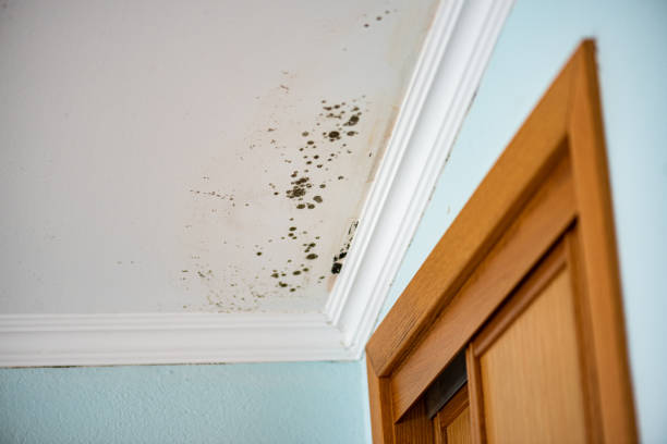Home Mold Removal in Mcalmont, AR