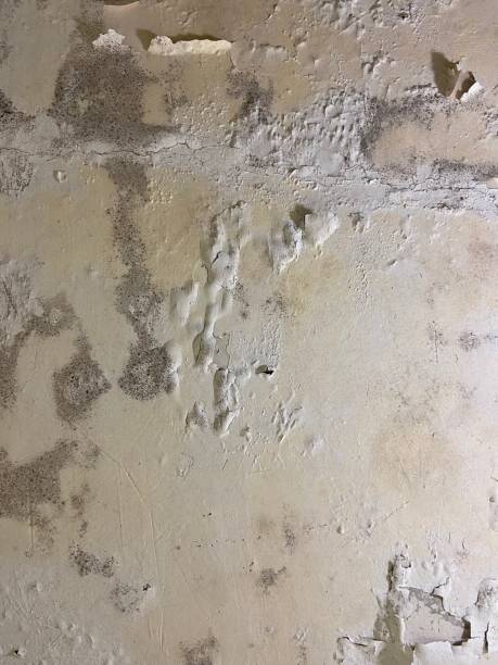 Best Commercial Mold Removal  in Mcalmont, AR