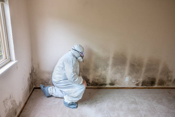 Best Fast Mold Removal  in Mcalmont, AR