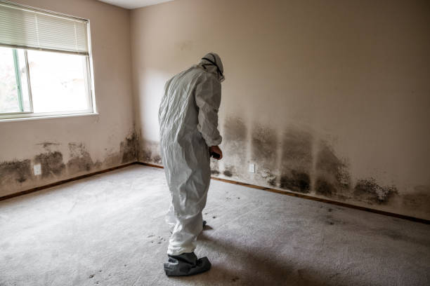 Best Mold Removal Process  in Mcalmont, AR