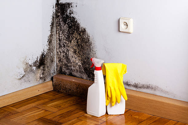 Professional Mold Removal in Mcalmont, AR