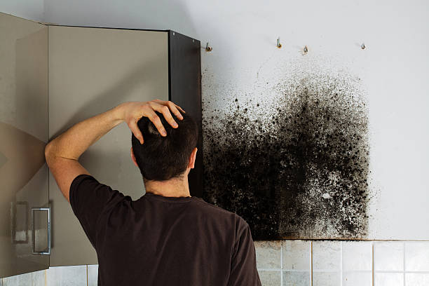 Best Black Mold Removal  in Mcalmont, AR