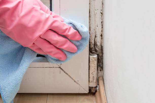 Best Professional Mold Removal  in Mcalmont, AR